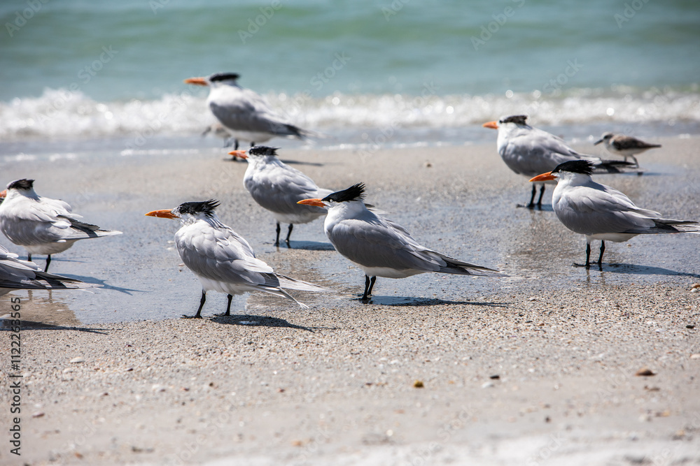 Fototapeta premium Royal Terns on a Beach