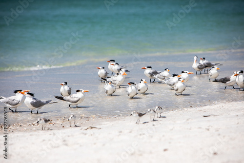 Royal Terns on a Beach