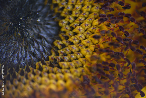 Close up of the center of a Sunflower