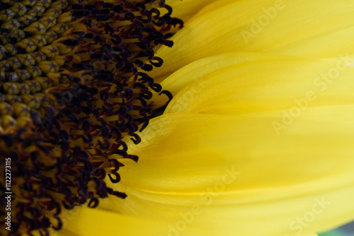 Close up of a Sunflower