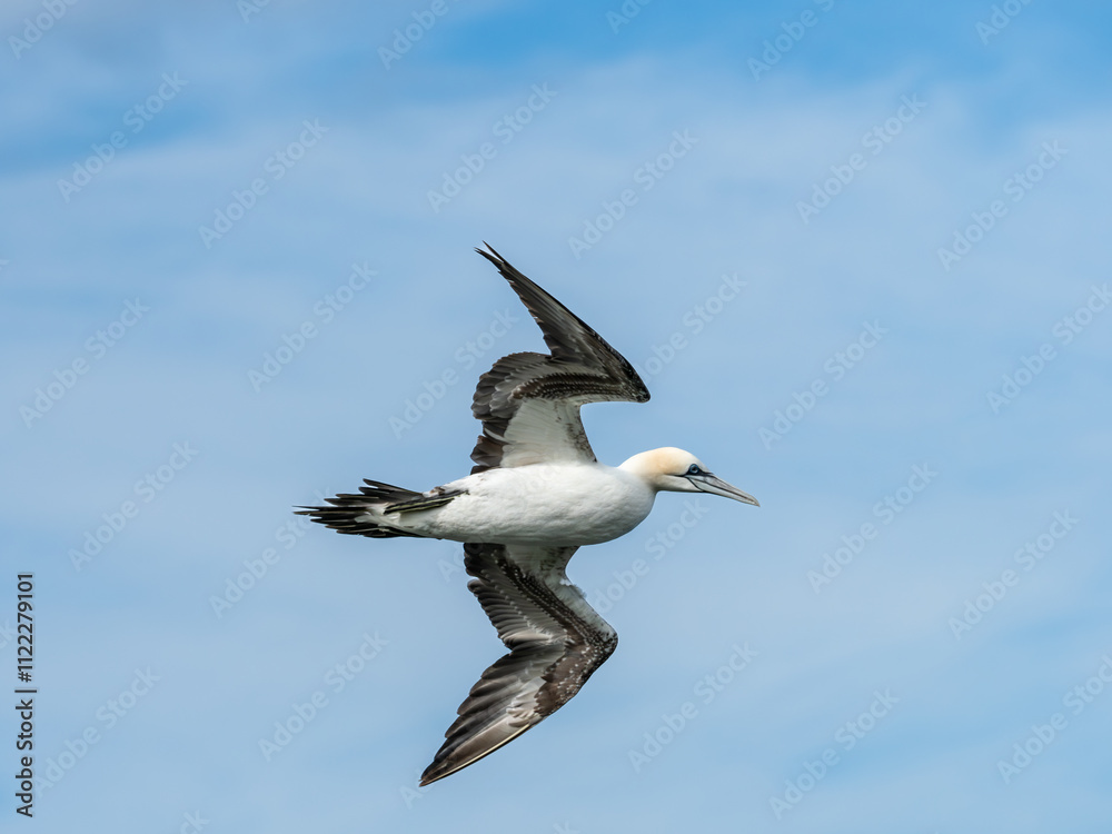 Fototapeta premium Northern Gannet Flying Above Cliffs
