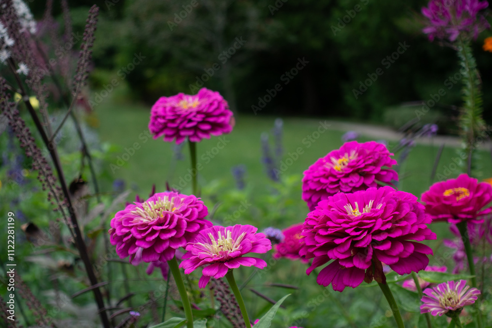 Obraz premium Asticou Garden Flowers