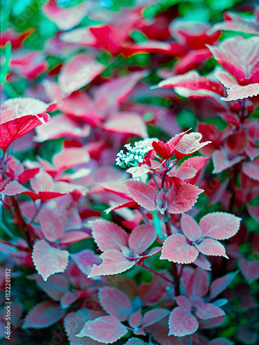 Asticou Garden Flowers photo