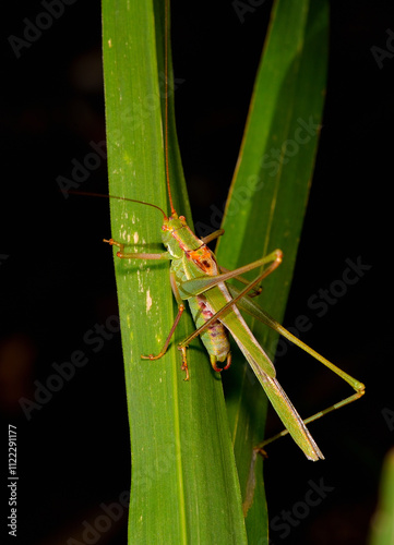 grasshopper posing on a leaf