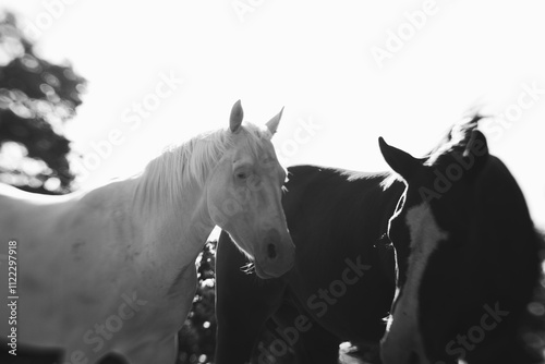 Pair of horses closeup on farm in black and white.