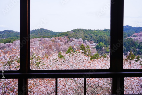 Pink Sakura Cherry Blossom on Mt. Yoshino or Yoshino-yama in Nara, Japan's Most Famous Cherry Blossom - 日本 奈良 吉野山の桜 春の景色	 photo