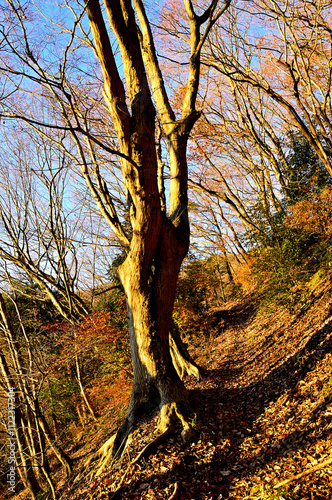 朝焼けに染まる丹沢の大山三峰　コナラの道
 photo