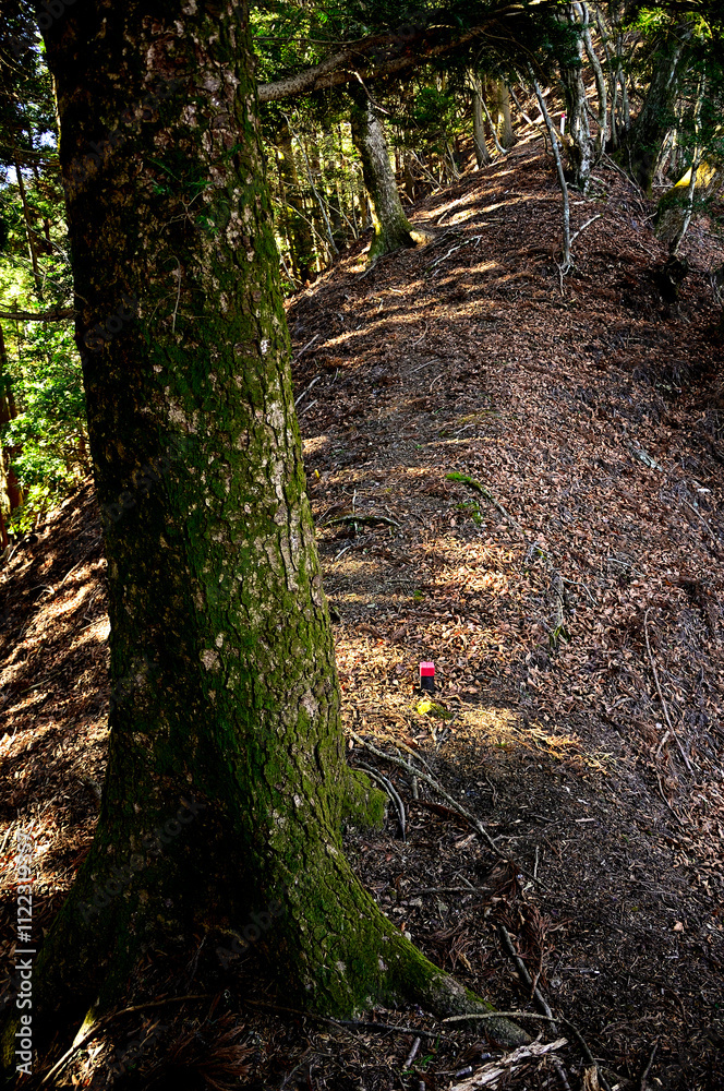 Obraz premium 丹沢の鍋嵐 鍋嵐東尾根に聳えるモミの木 