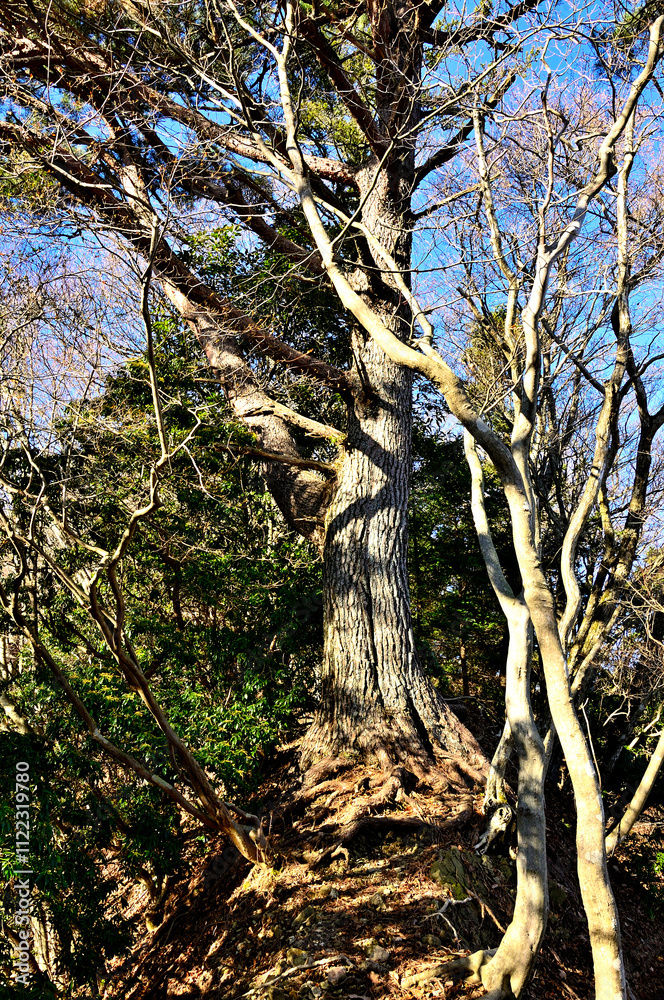 Obraz premium 丹沢の鍋嵐 鍋嵐東尾根 登山道を塞ぐアカマツ 