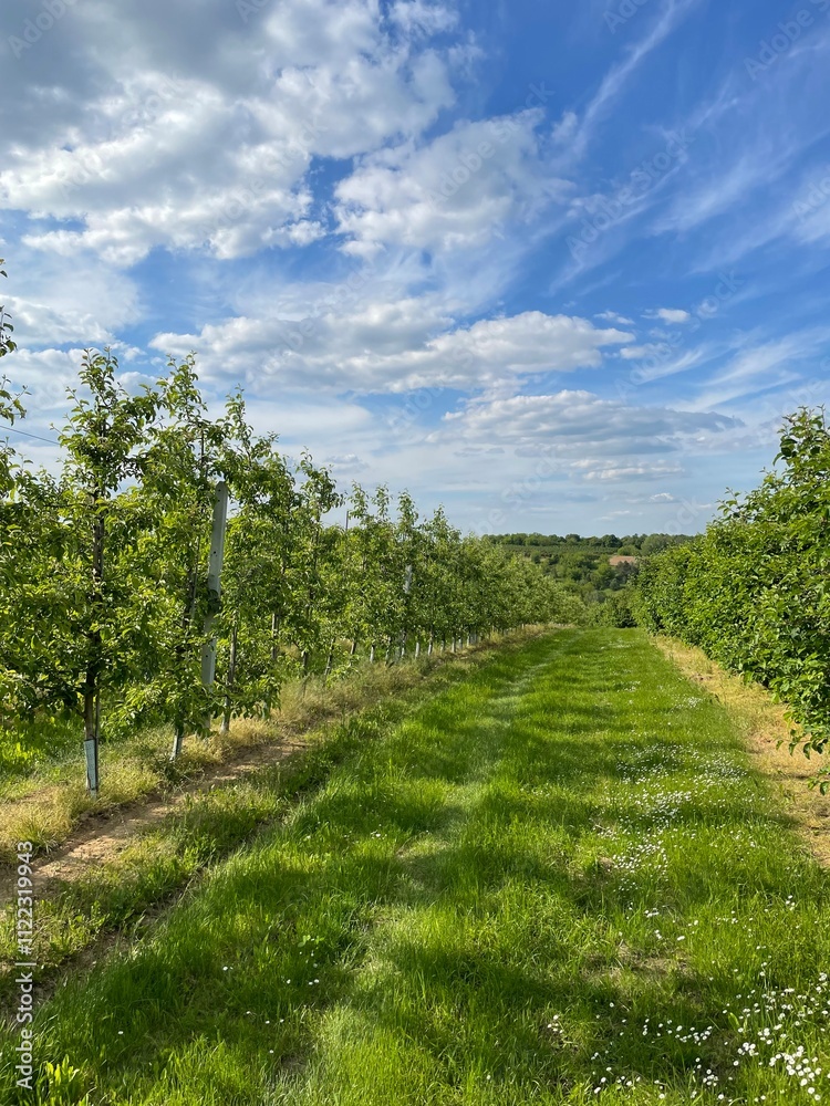 Obraz premium path to the sky