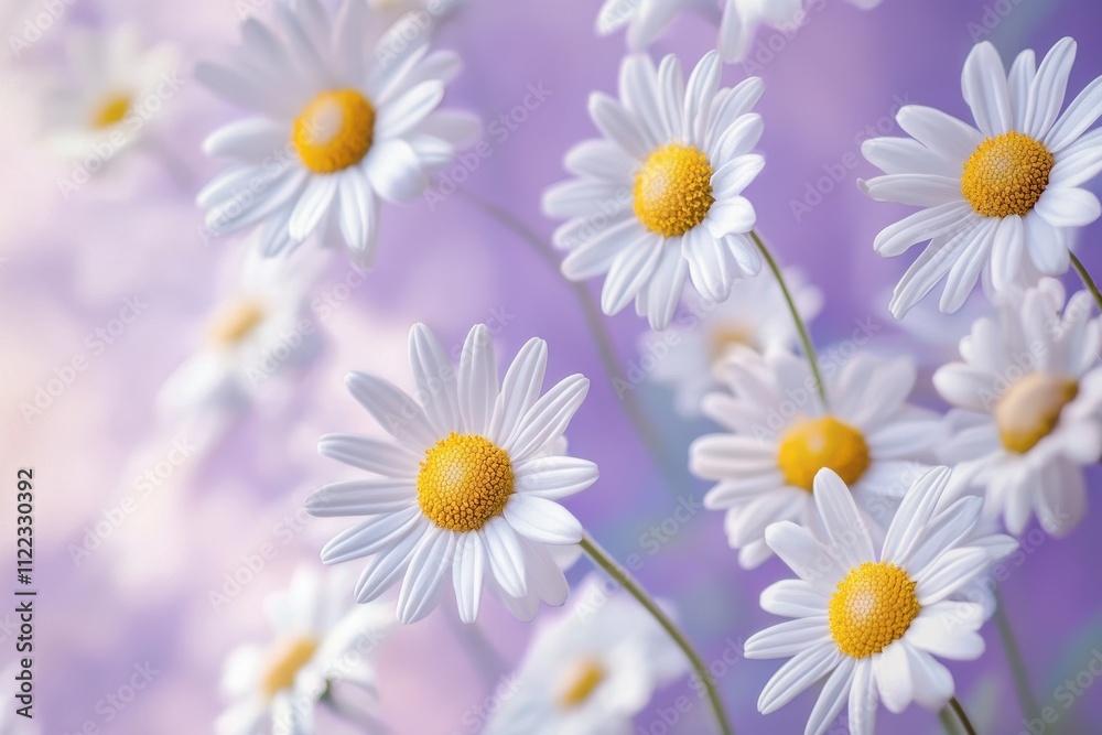 Fototapeta premium Delicate White Daisies on a Soft Purple Background