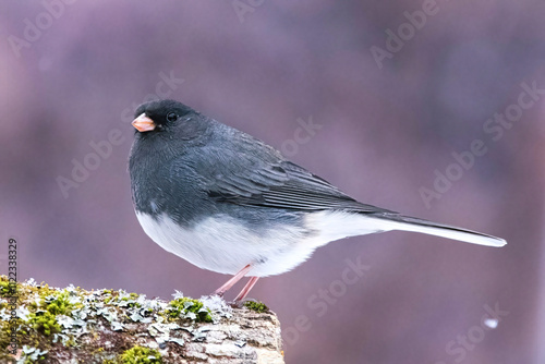 Snowbird.