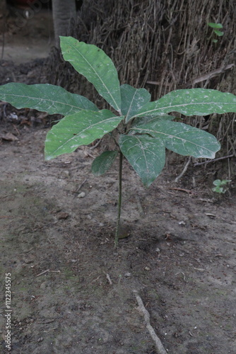 Anthocleista medicinal plant on jungle photo