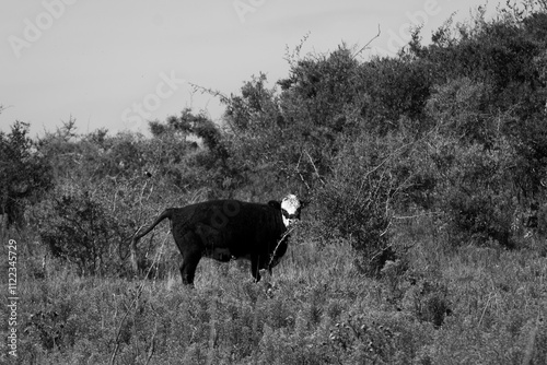 Animales de Campo