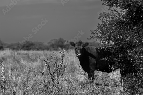 Animales de Campo