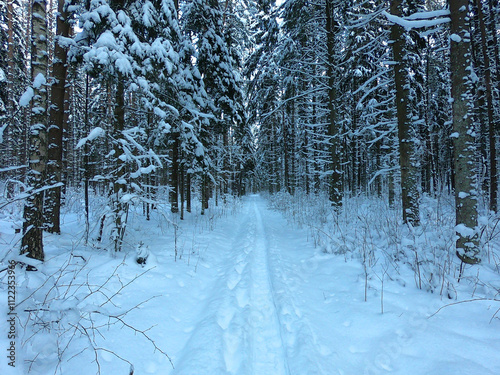 Path through the winter spruce forest