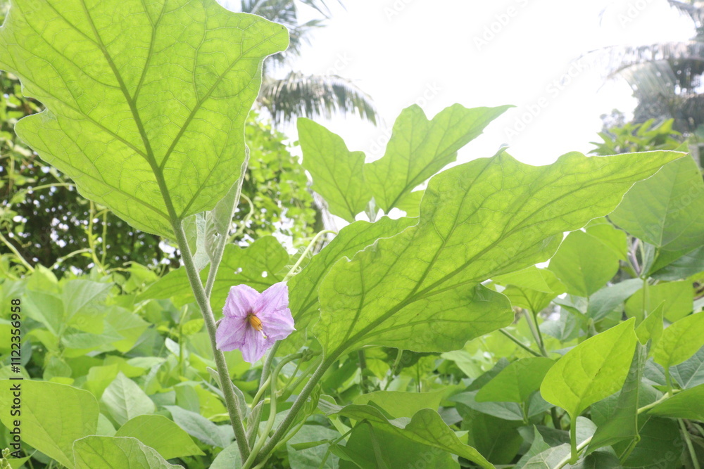 Obraz premium brinjal flower on tree in the farm for harvesting