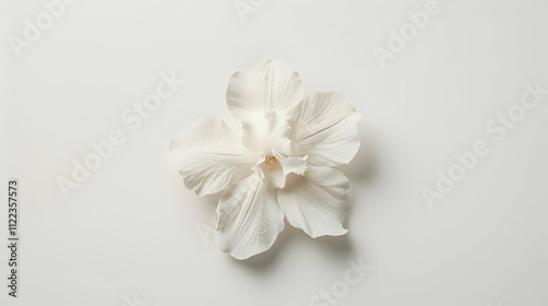 White Flower Illustration Minimalist Background