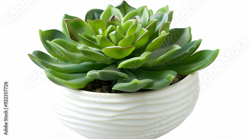 Green Succulent in White Pot - Realistic Plant Illustration