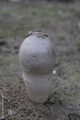 Calvatia cyathiformis plant on field photo