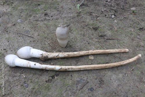 Calvatia cyathiformis plant on field photo