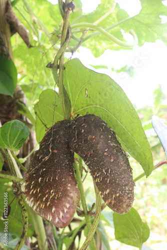 dioscorea alata purple yam on plant in farm photo