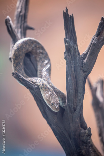 The checkered keelback (Fowlea piscator) is a common species in the subfamily Natricinae of the family Colubridae. The species is endemic to Asia. It is non-venomous. photo