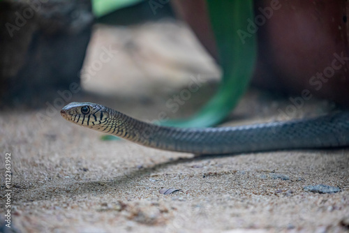 Indian rat snake (Ptyas mucosa) is a common non-venomous species of colubrid snake found in parts of South and Southeast Asia. photo