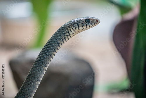 Indian rat snake (Ptyas mucosa) is a common non-venomous species of colubrid snake found in parts of South and Southeast Asia. photo