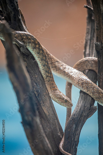 The checkered keelback (Fowlea piscator) is a common species in the subfamily Natricinae of the family Colubridae. The species is endemic to Asia. It is non-venomous. photo