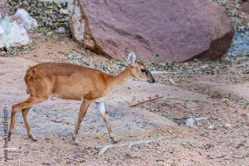 The female four-horned antelope (Tetracerus quadricornis) is a small bovid antelope native to central, South and Western India.
It has a yellowish-tan, sometimes reddish or goldenrod coat.