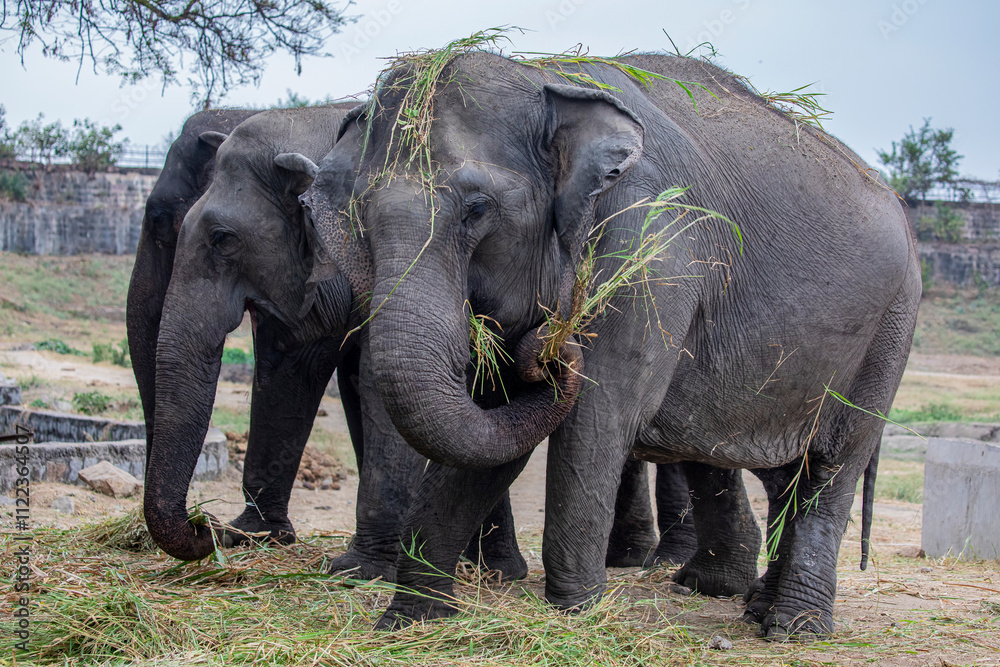 Fototapeta premium the indian elephant (Elephas maximus indicus) is eating grass in Nehru Zoological Park Hyderabad, one of the largest zoos in the India.