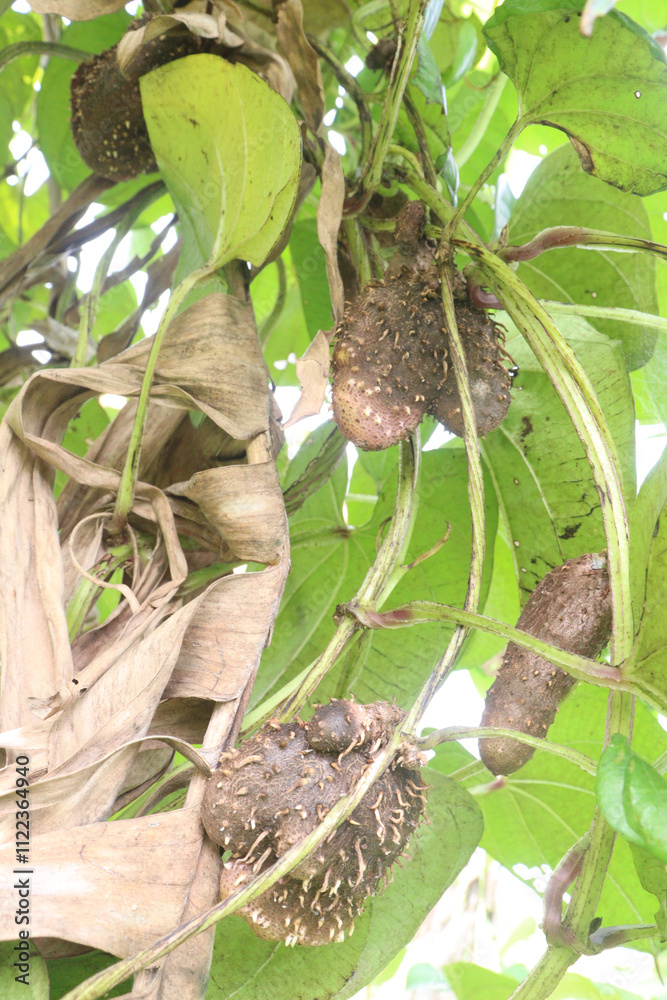dioscorea alata purple yam on plant in farm dioscorea alata purple yam on plant in farm