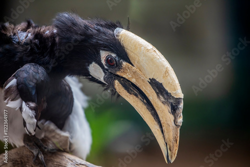 The Malabar pied hornbill (Anthracoceros coronatus). 
It has mainly black plumage, apart from its white belly, throat patch, tail sides and trailing edge to the wings. photo