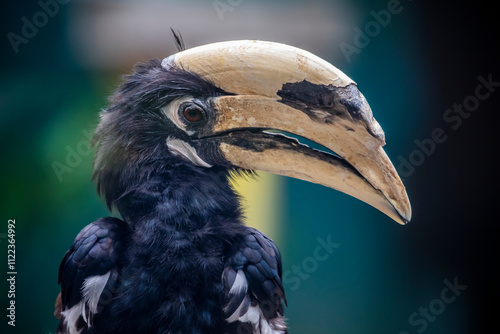 The Malabar pied hornbill (Anthracoceros coronatus). 
It has mainly black plumage, apart from its white belly, throat patch, tail sides and trailing edge to the wings. photo