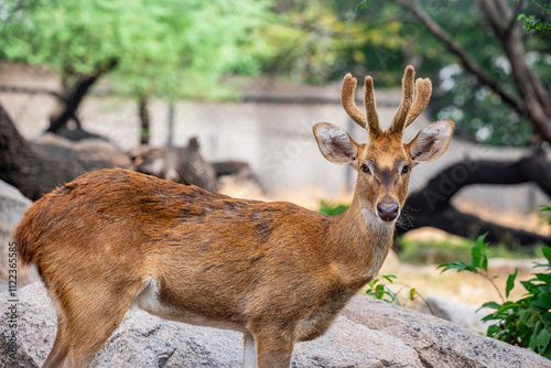  Manipur brow-antlered deer  (Rucervus eldii eldii) is an endemic and endangered subspecies of Eld's deer found only in Manipur, India. It is also the state animal of Manipur. photo