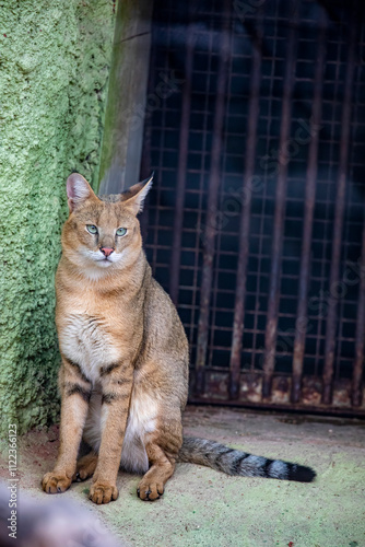 The jungle cat (Felis chaus) is a medium-sized cat. It inhabits foremost wetlands like swamps, littoral and riparian areas with dense vegetation.