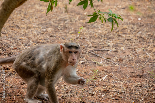 The bonnet macaque (Macaca radiata)  is a species of macaque endemic to southern India. 
The bonnet macaque is diurnal, arboreal, and terrestrial. photo