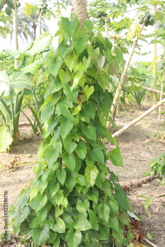 Foto dioscorea alata purple yam plant on farm