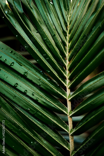 green palm leafs 