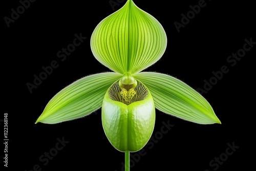 Rothschild s Slipper Orchid Detailed Botanical of Paphiopedilum rothschildianum s Distinctive Striped Petals and Complex Structure photo