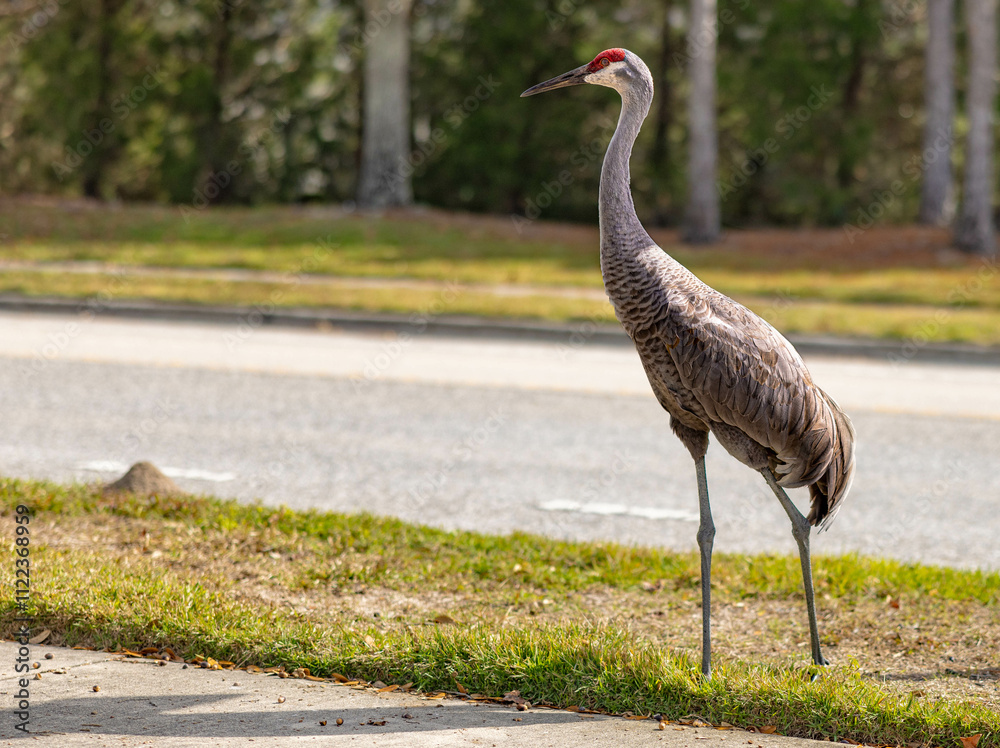 Naklejka premium grey crowned crane