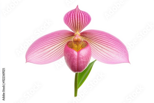 Rothschild s Slipper Orchid Detailed Botanical of Paphiopedilum rothschildianum photo