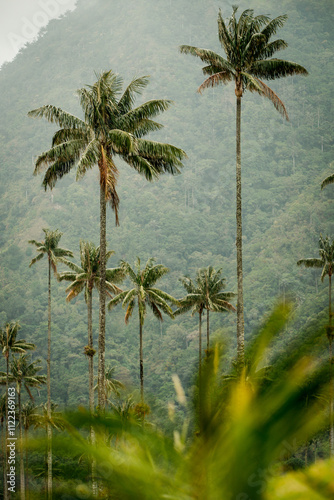mountain wax palms