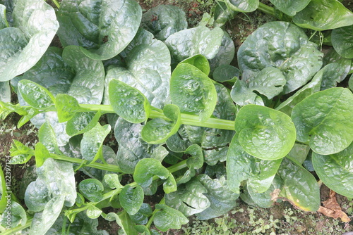 Malabar spinach on farm for harvesting