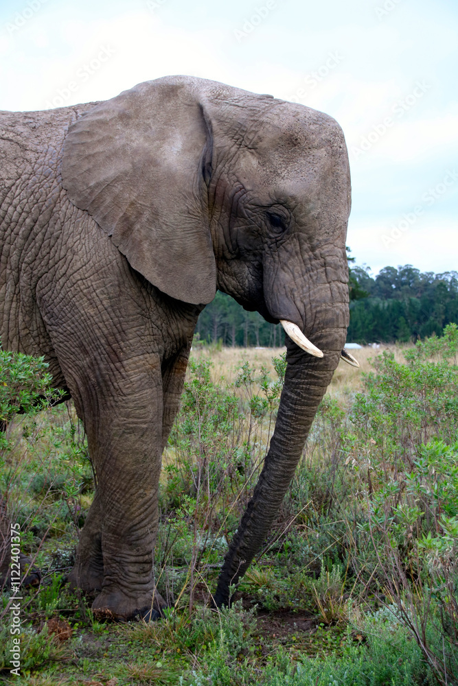 Obraz premium Elephant 