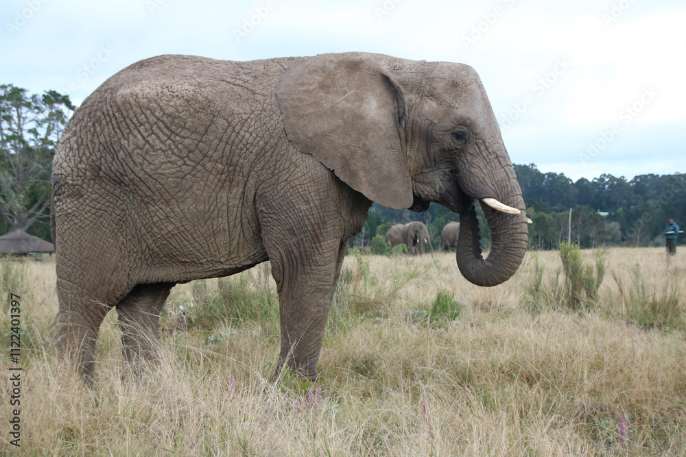 Fototapeta premium Elephant 