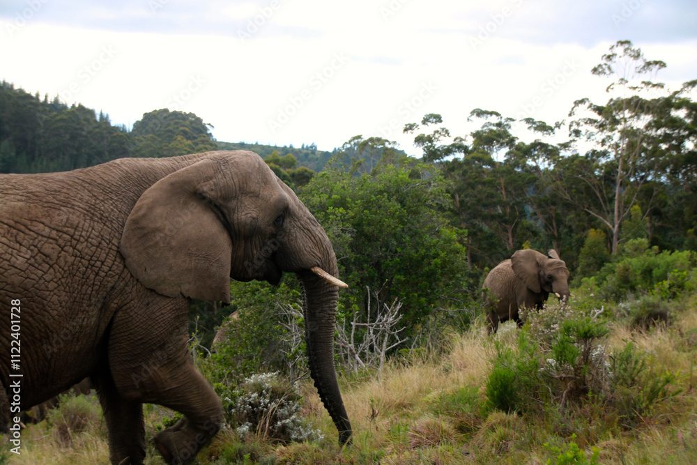 Fototapeta premium Elephant 