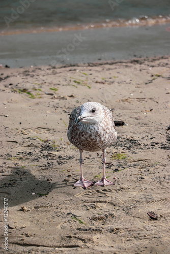 Close up photo of a beautiful seagull