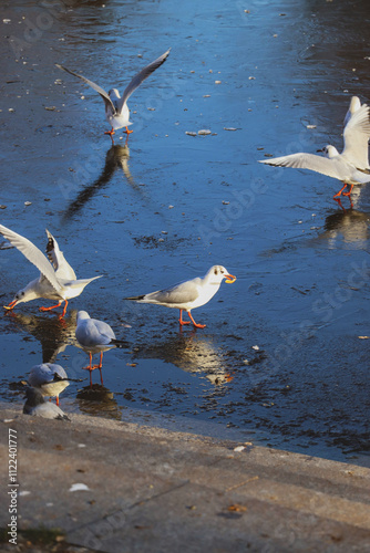 Seagulls eating bread, winter lake, city park with seagulls 